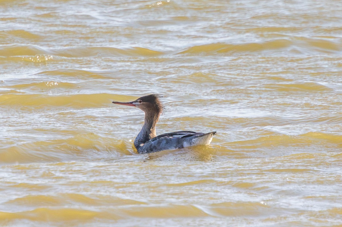 Serreta Mediana - ML645609191