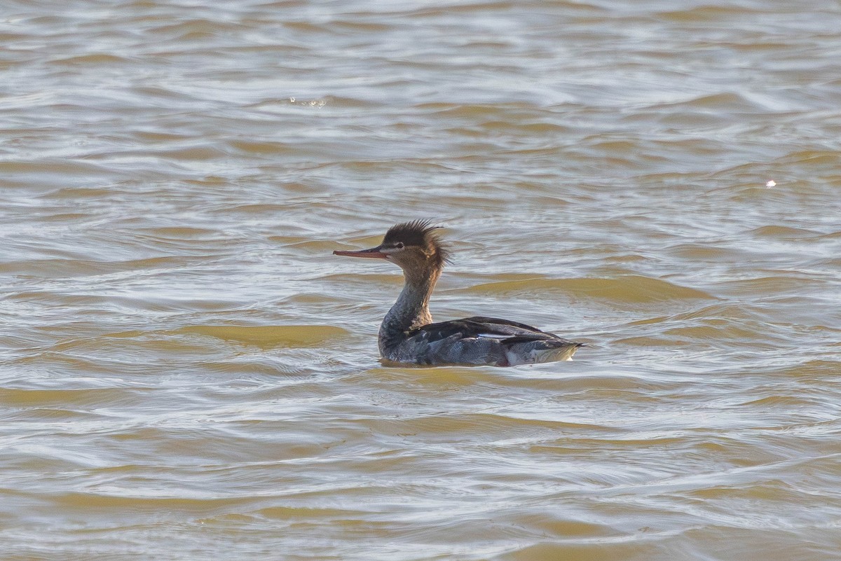 Serreta Mediana - ML645609192