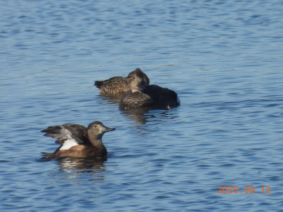 Porrón Acollarado - ML645609195
