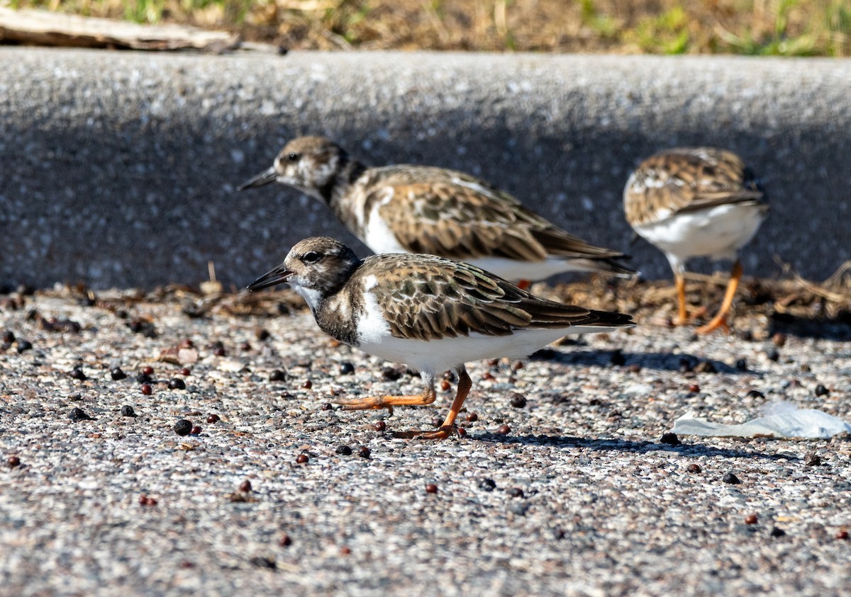 Vuelvepiedras Común - ML645609196