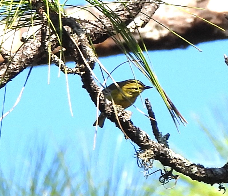 Reinita del Pinar - ML645609198