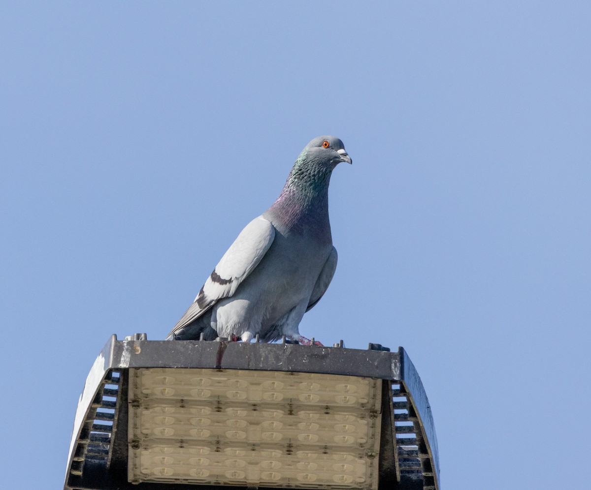 Paloma Bravía (variedad doméstica) - ML645609199