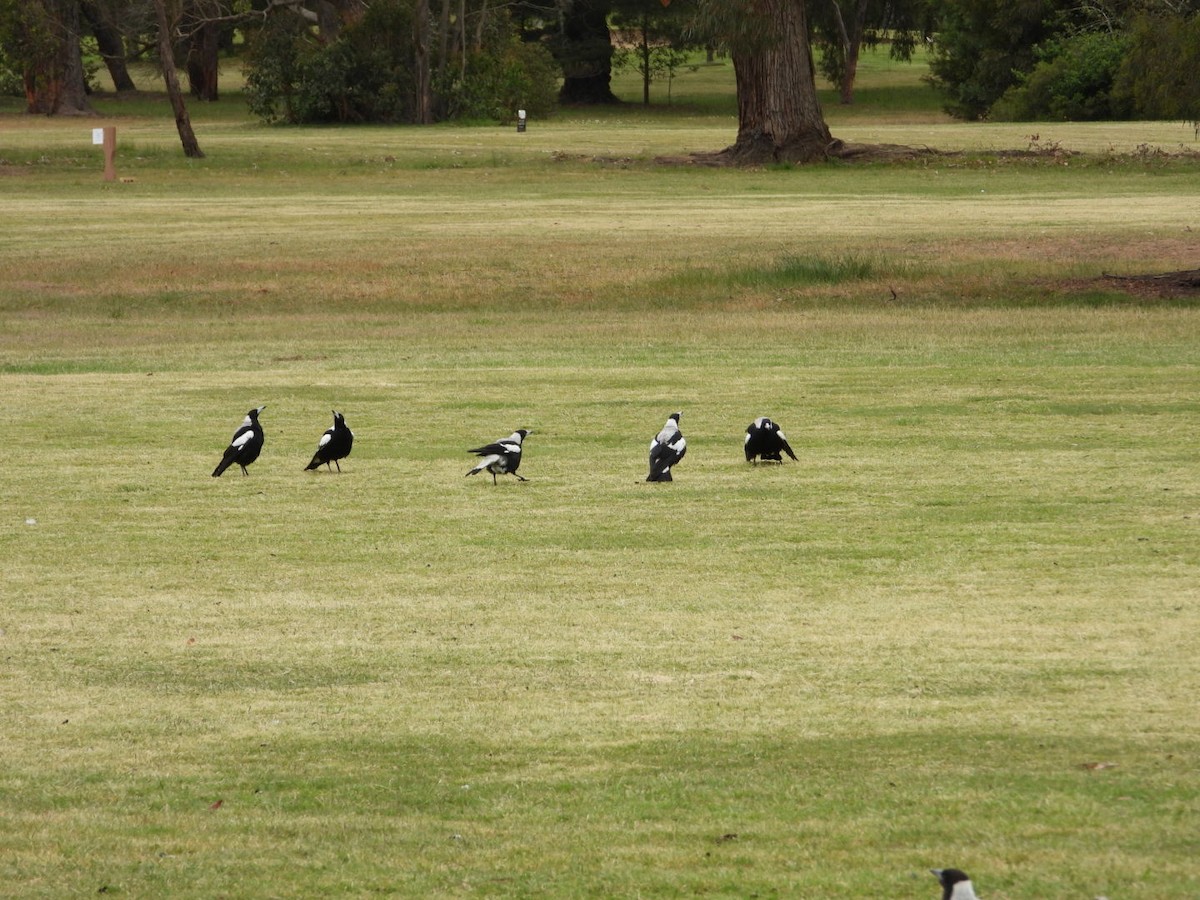 Verdugo Flautista - ML645609200