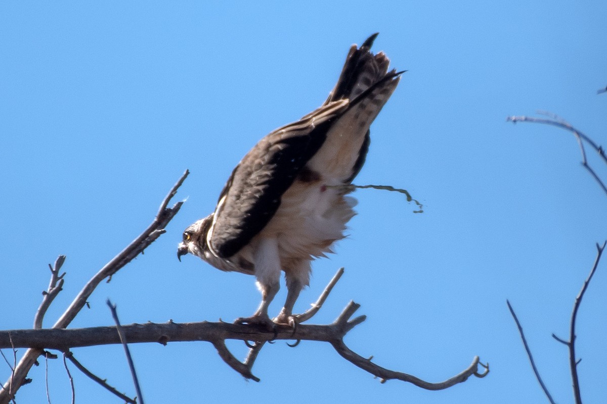 Águila Pescadora - ML645609201