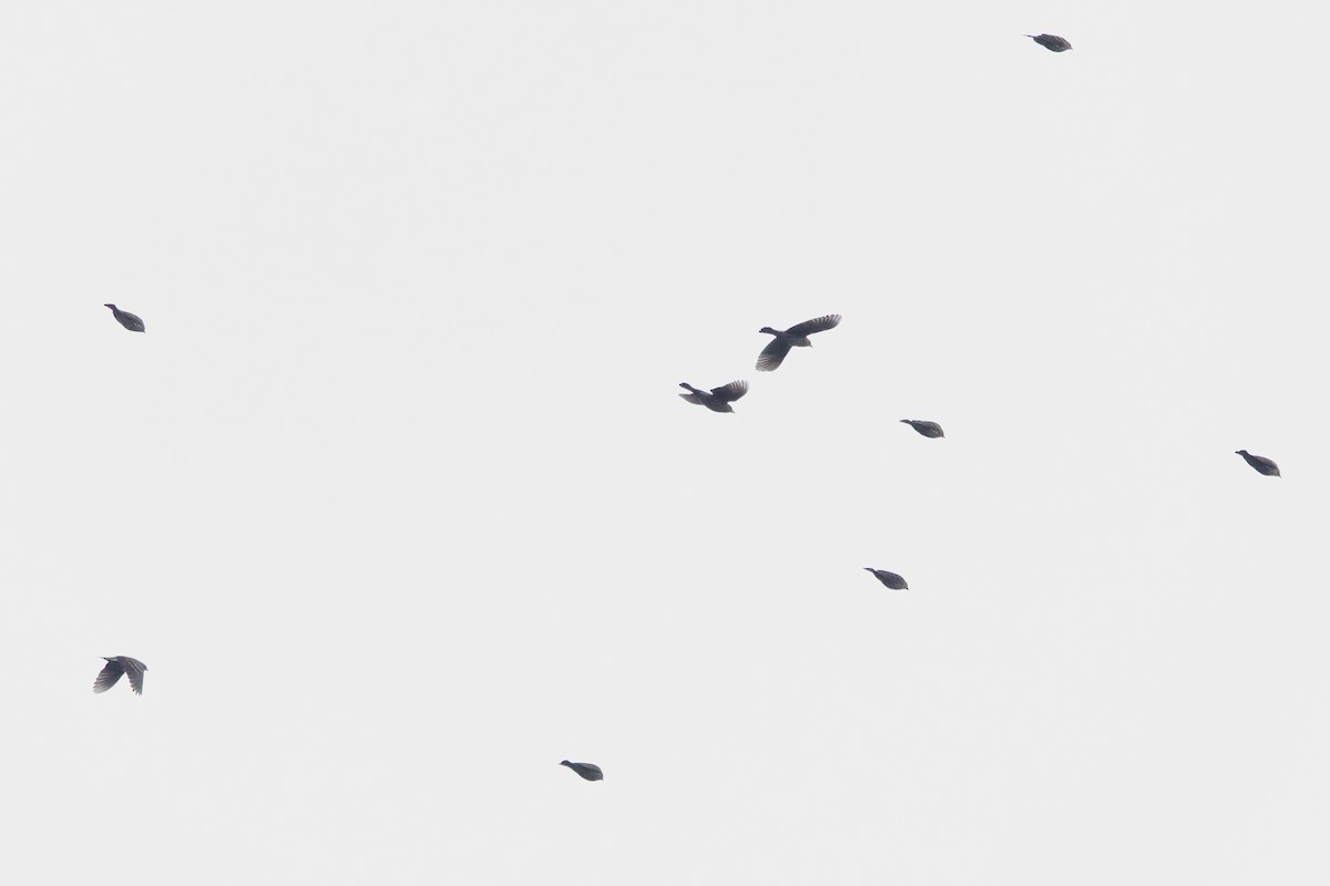 Jilguero de Los Pinos - ML645609202