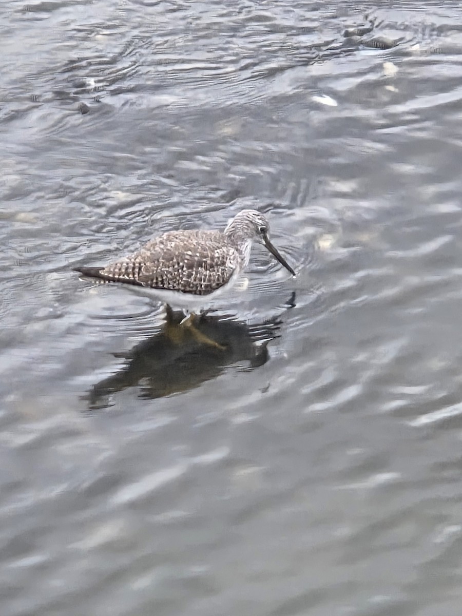 Archibebe Patigualdo Grande - ML645609203