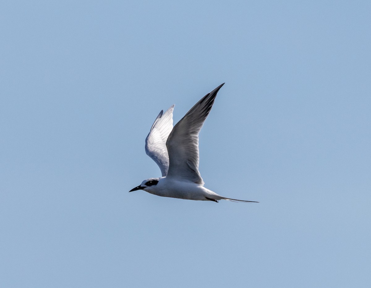 Charrán de Forster - ML645609204