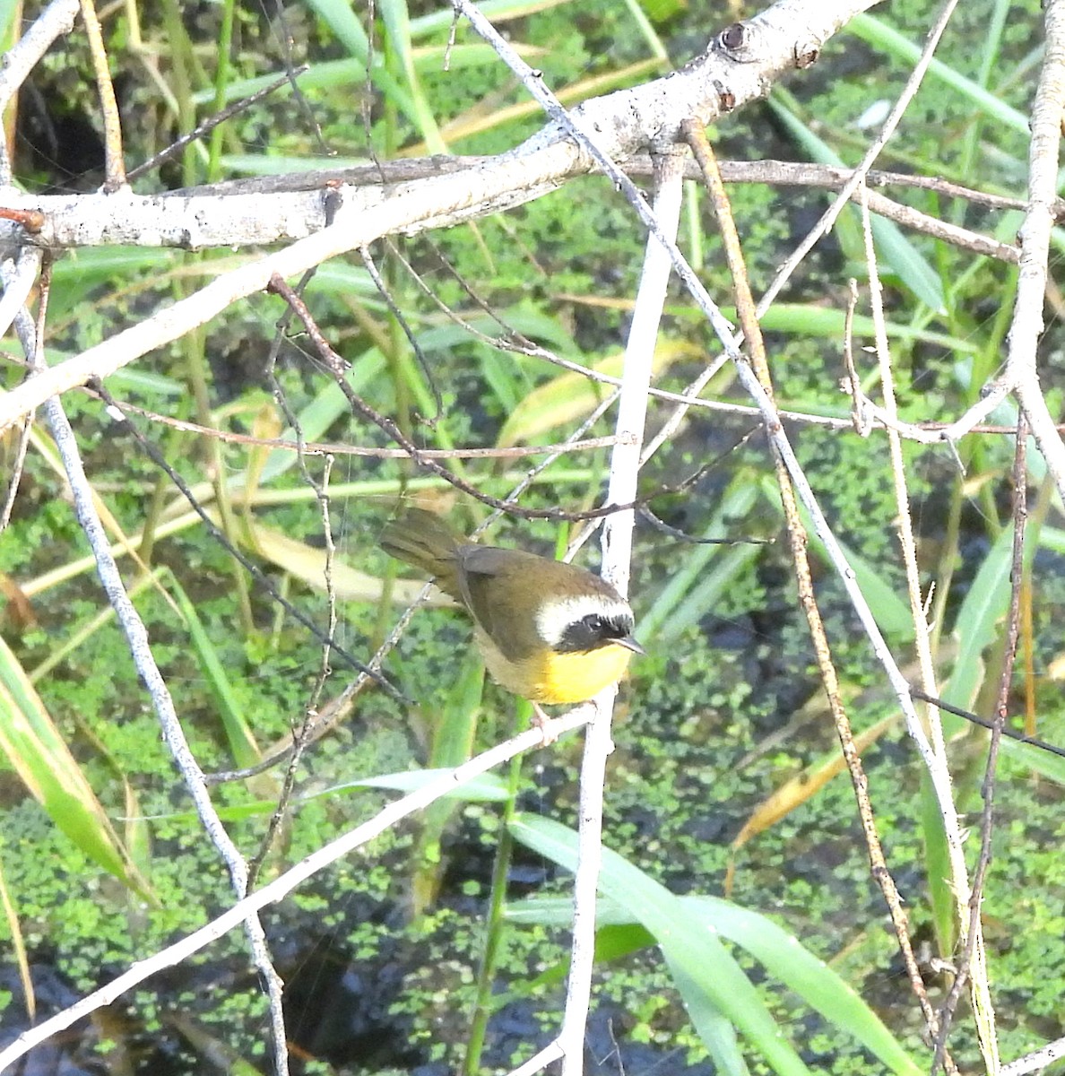 Mascarita Común - ML645609206