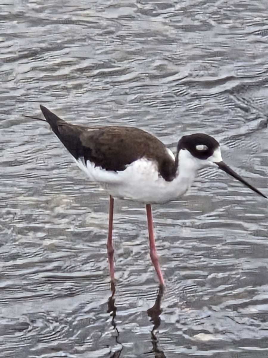 Cigüeñuela Cuellinegra - ML645609208