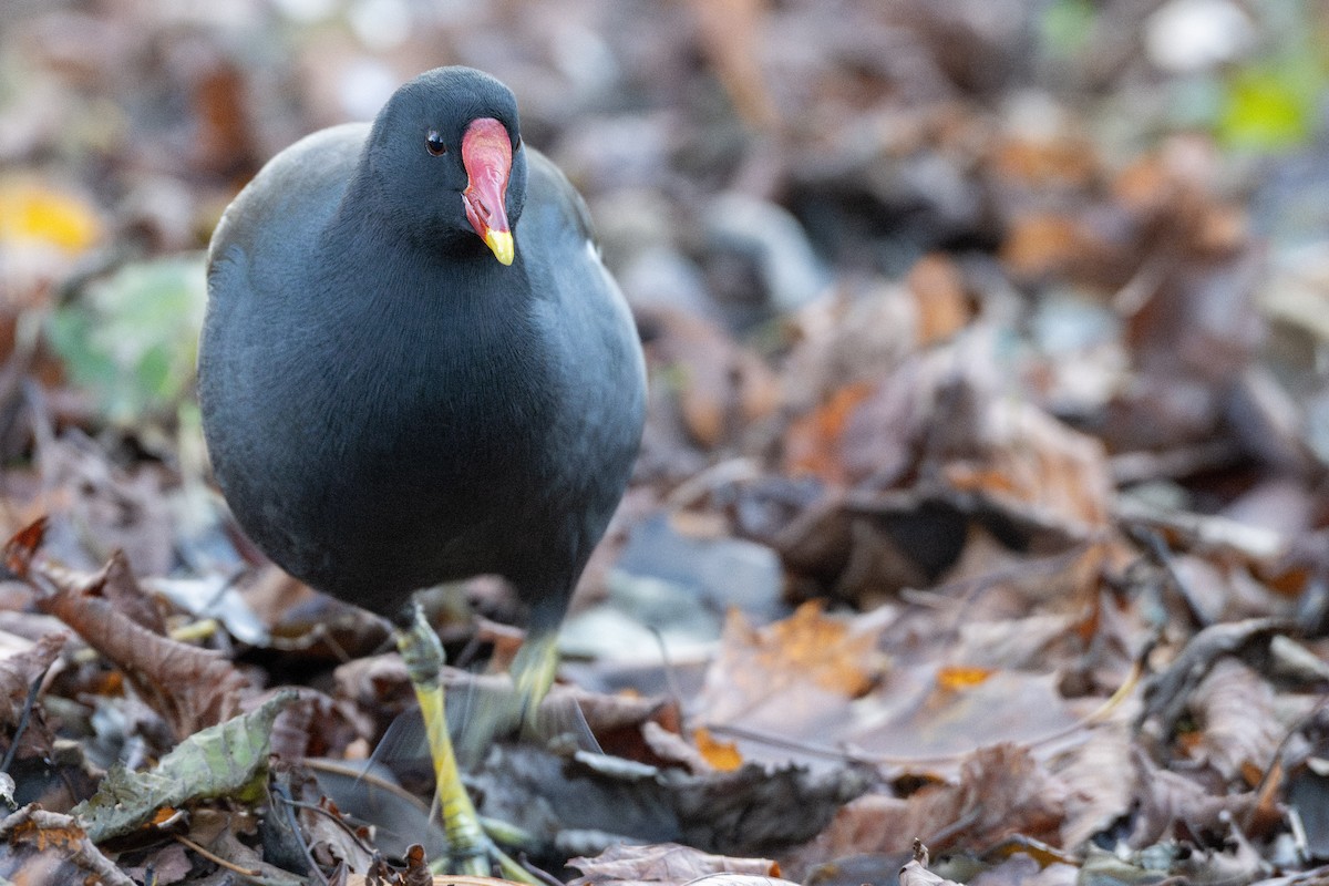 Gallineta Común - ML645609213