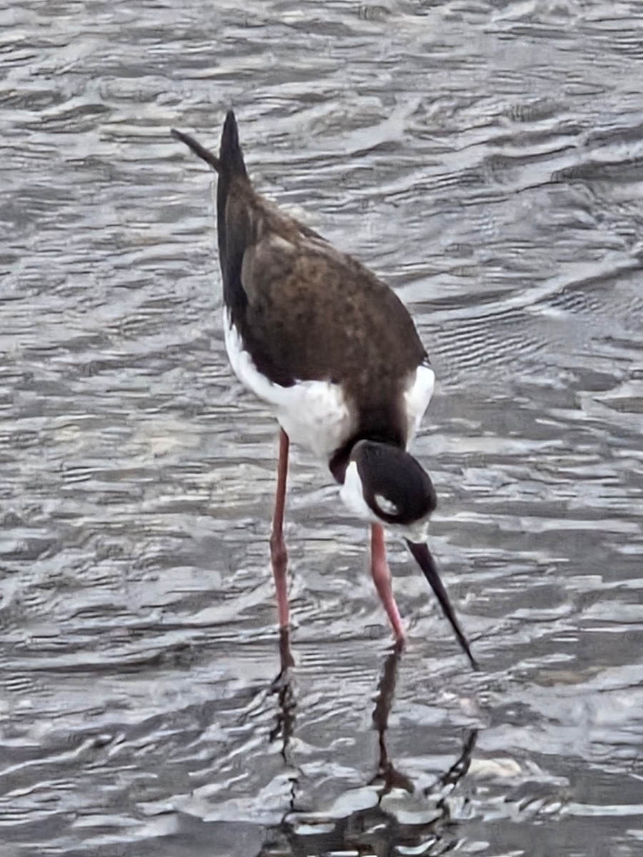 Cigüeñuela Cuellinegra - ML645609214