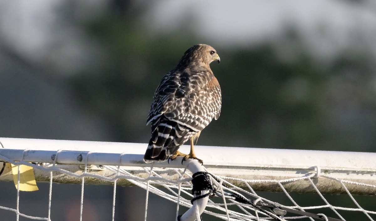 Busardo Pechirrojo - ML645609215