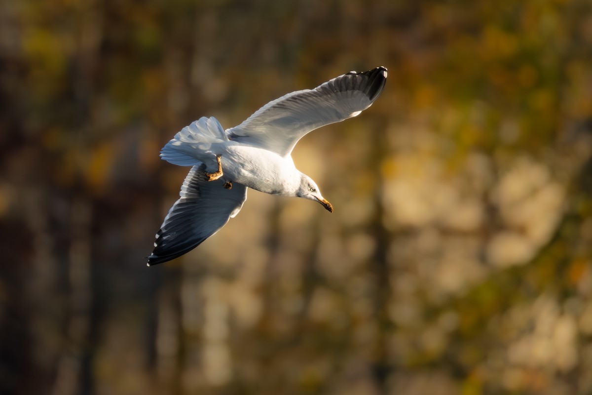 Gaviota Sombría - ML645609216