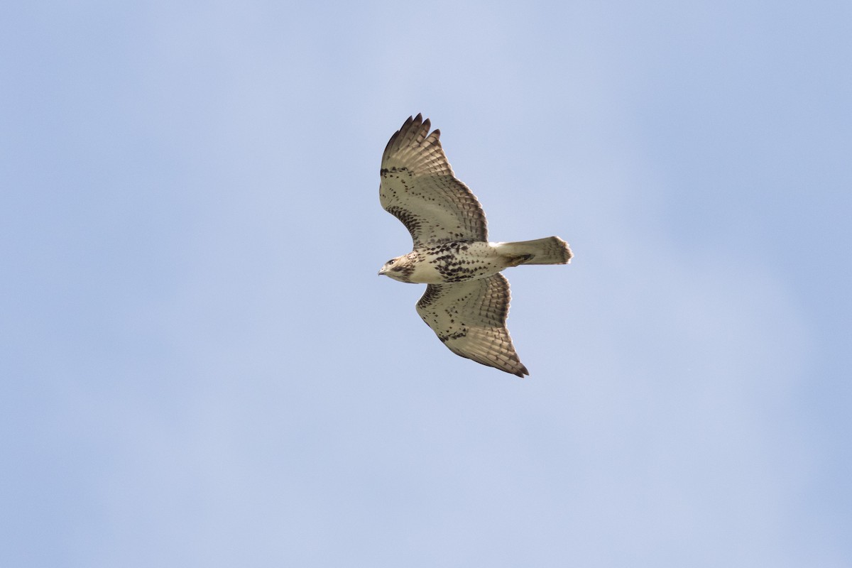 Red-tailed Hawk - ML645609230