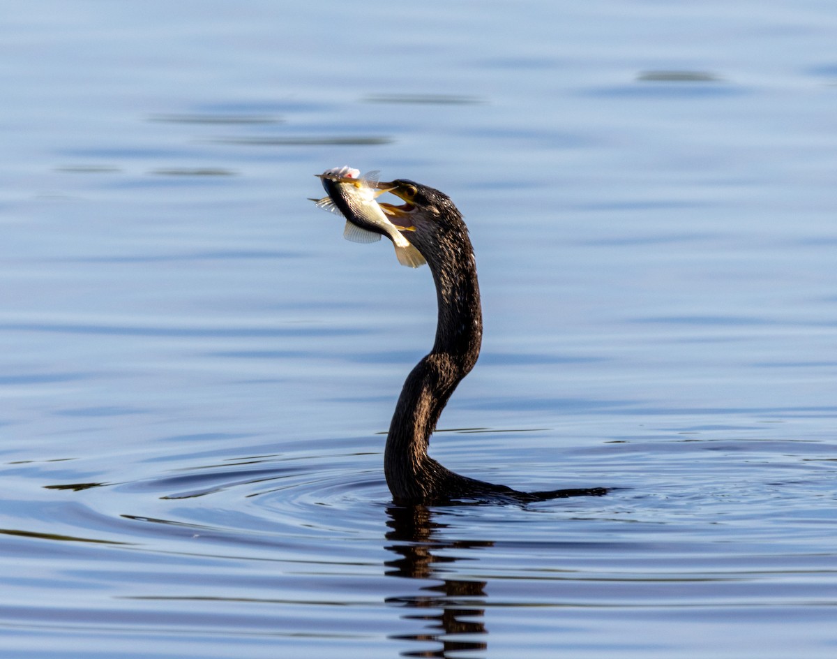 Anhinga - ML645609234