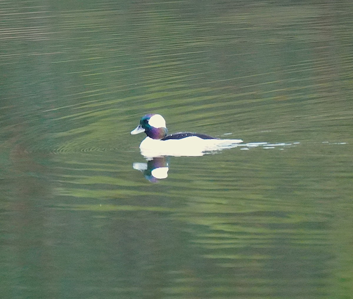 Bufflehead - ML645609237