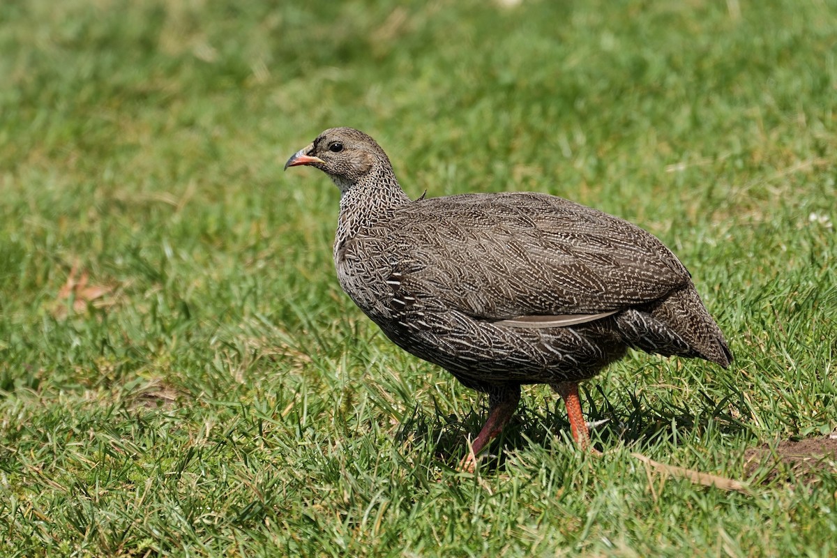 Cape Spurfowl - ML645609239