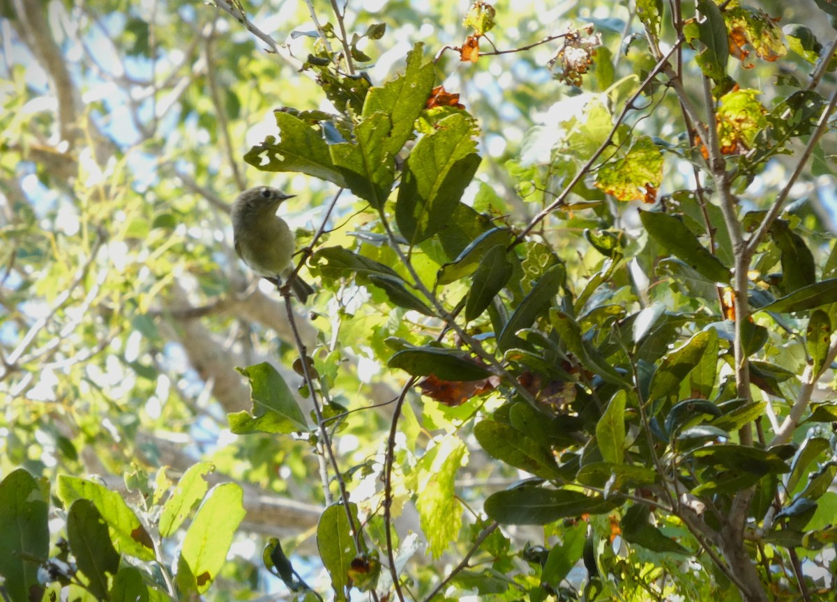 Ruby-crowned Kinglet - ML645609240