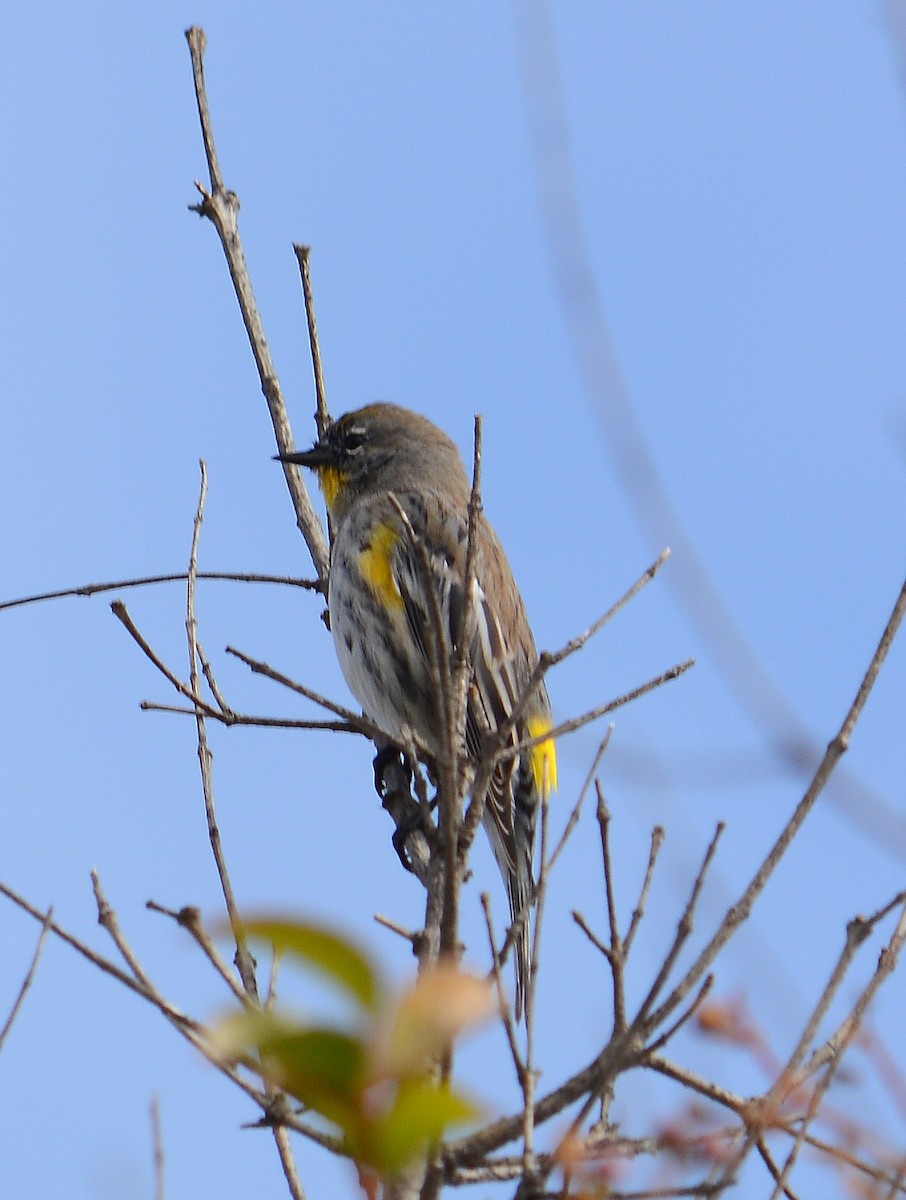 Yellow-rumped Warbler - ML645609241