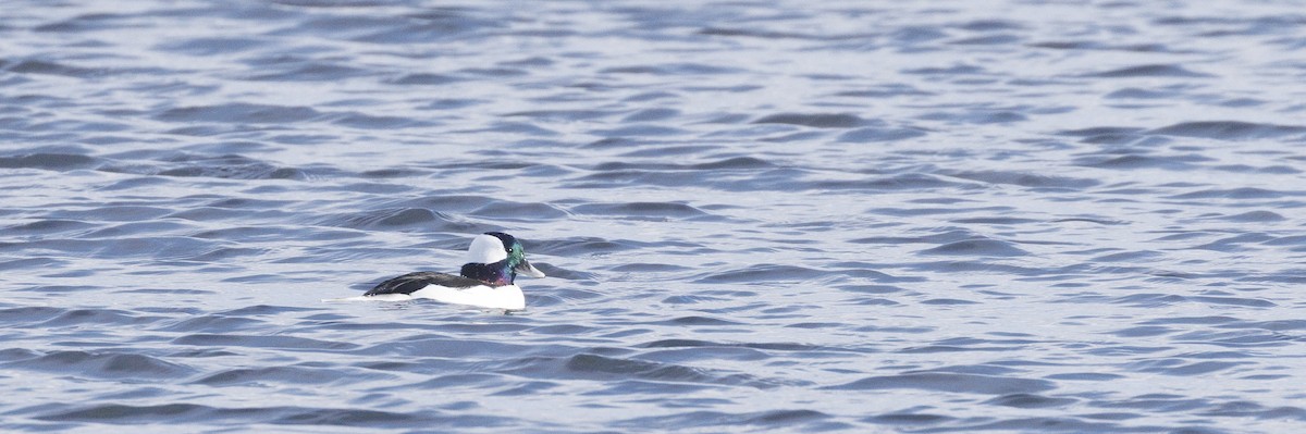 Bufflehead - ML645609242