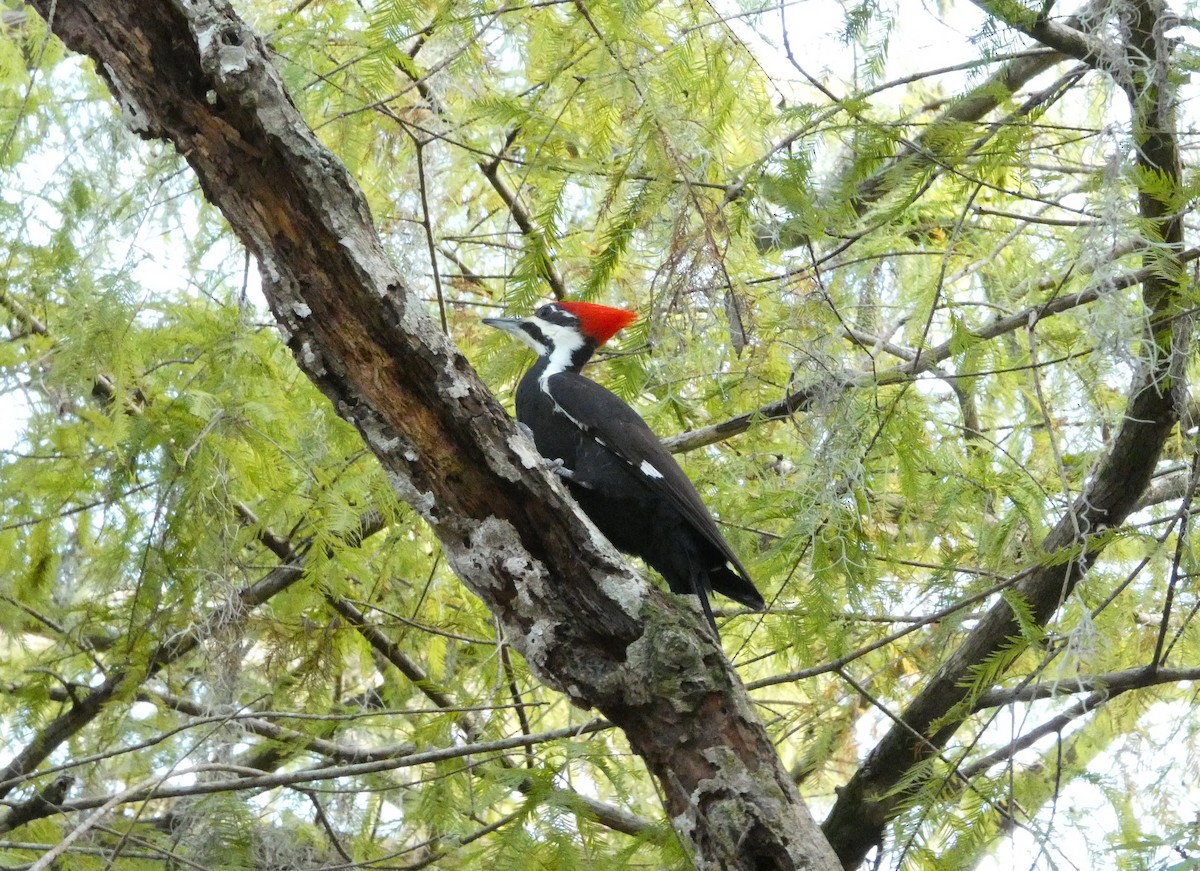 Pileated Woodpecker - ML645609243