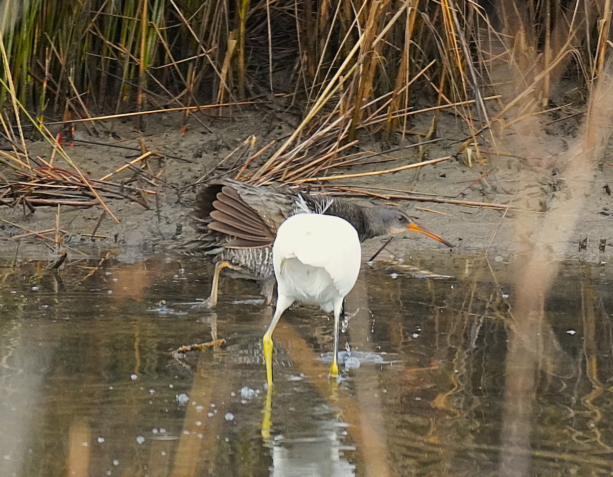 Clapper Rail - ML645609244