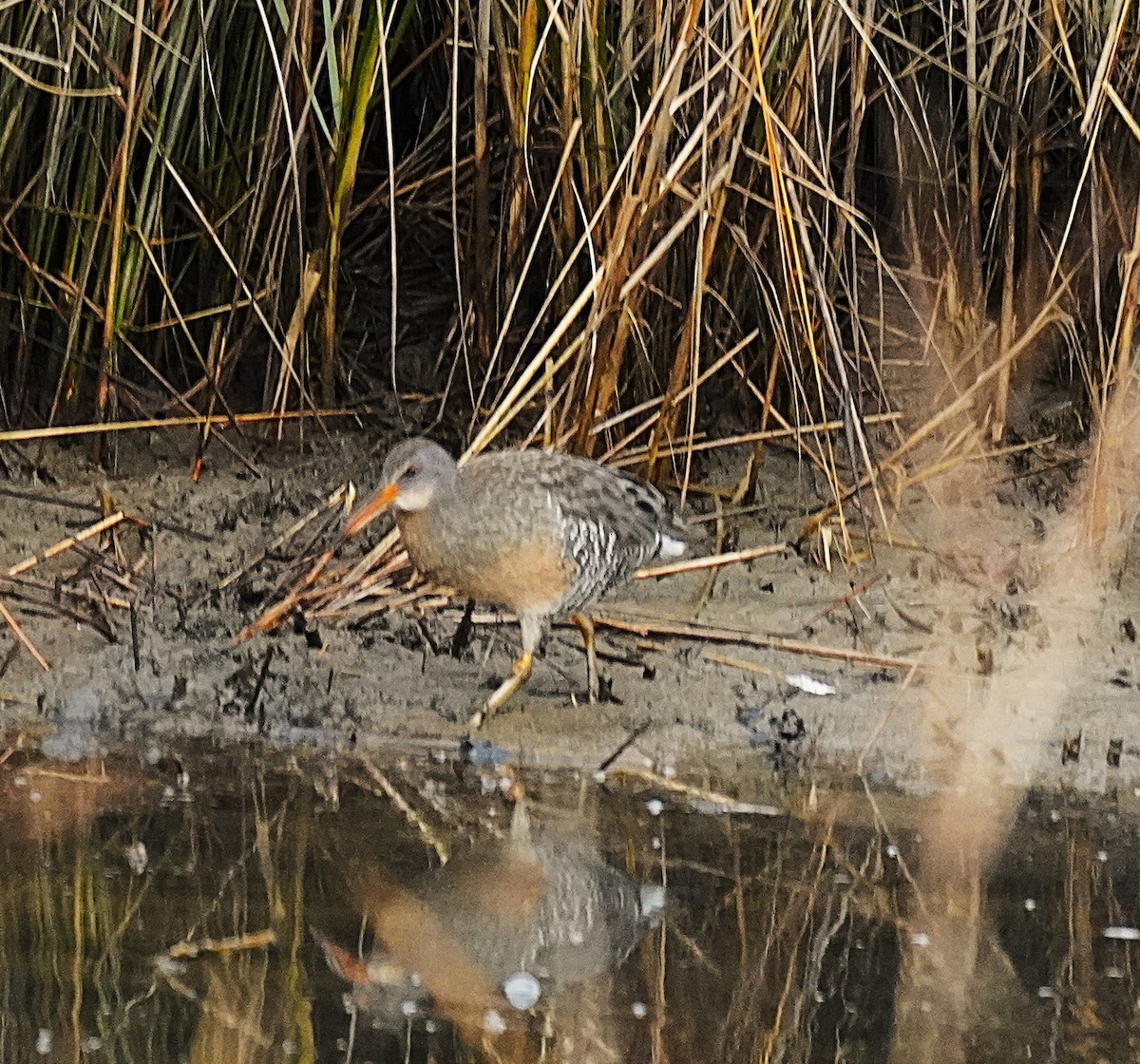 Clapper Rail - ML645609245
