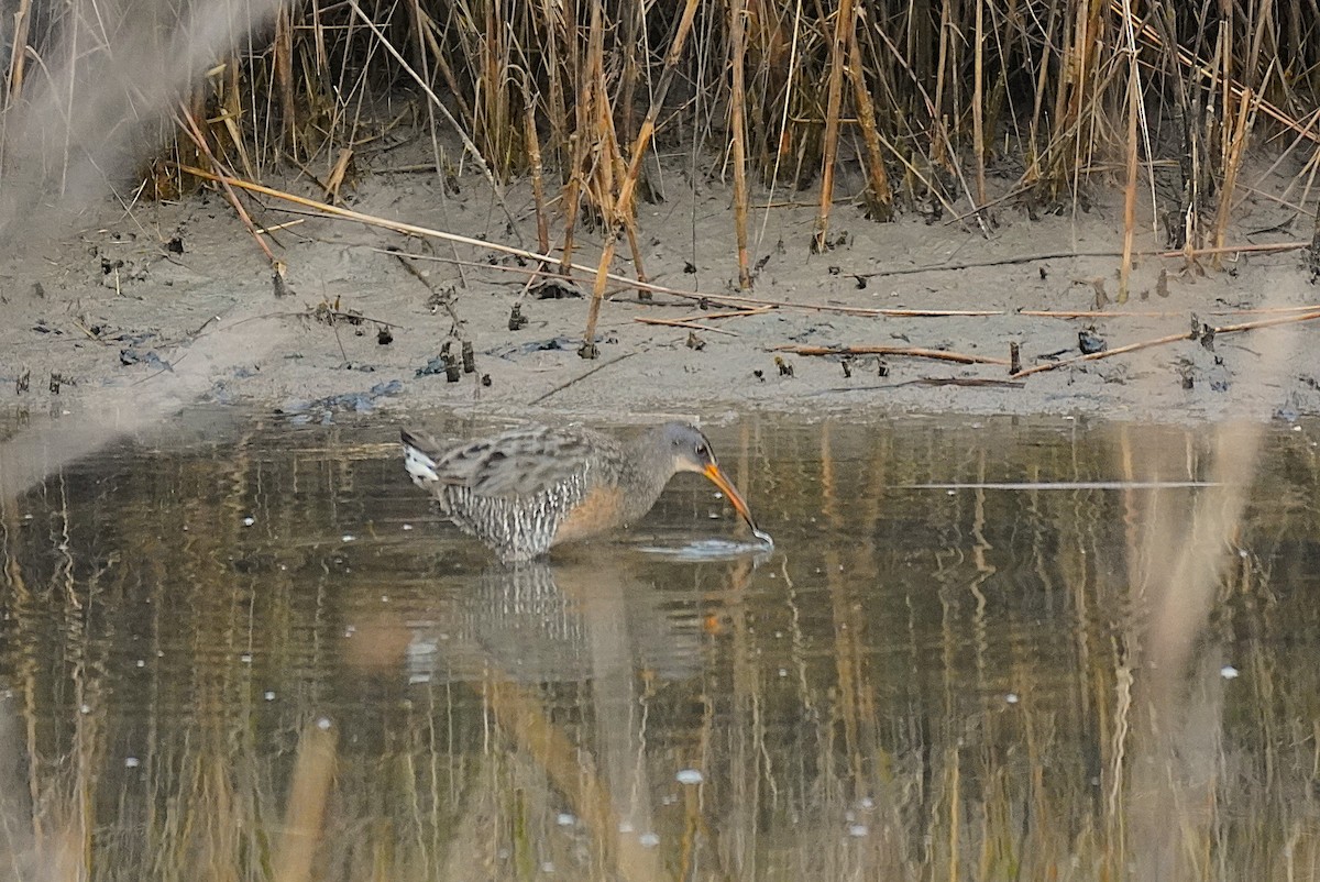 Clapper Rail - ML645609246