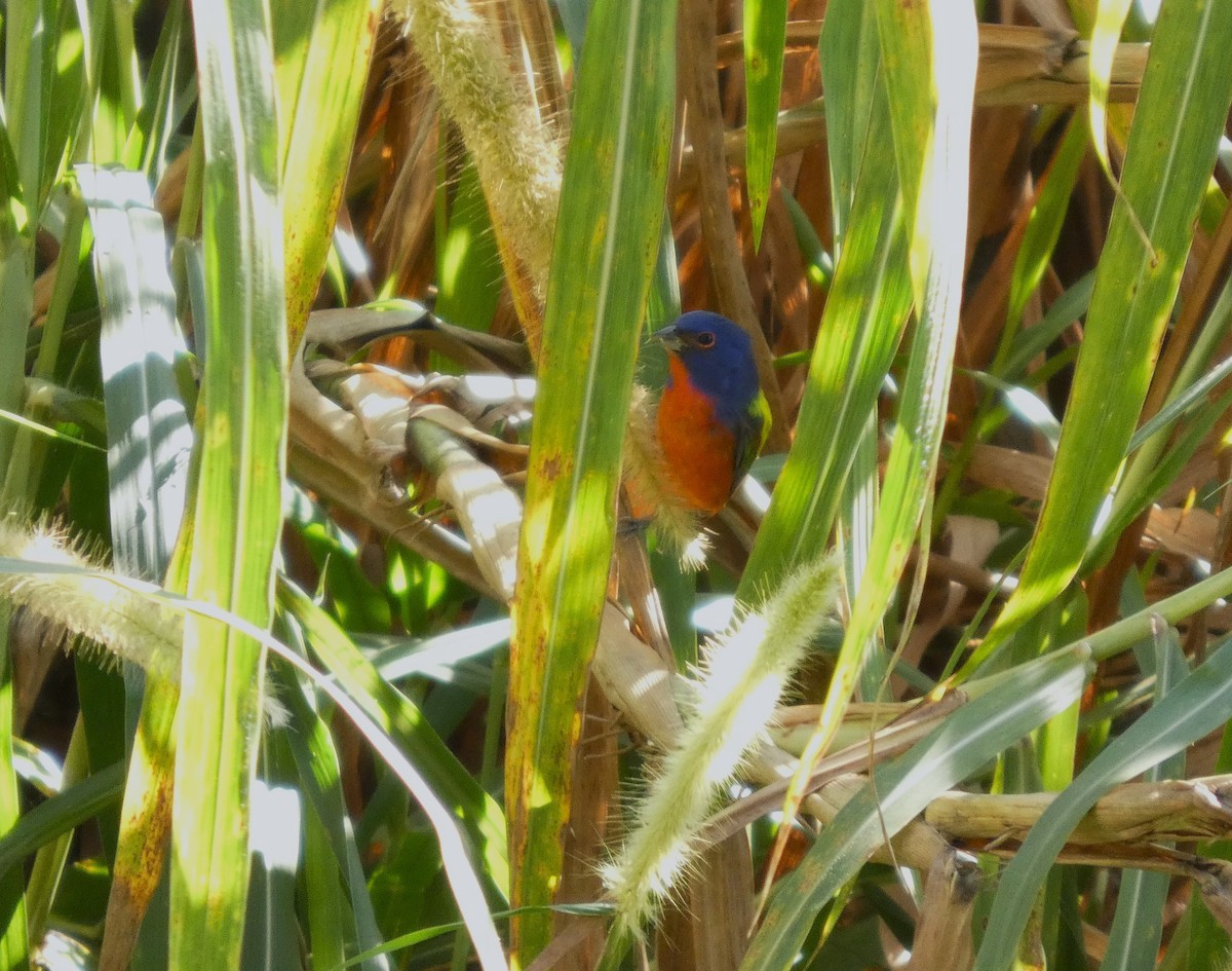 Painted Bunting - ML645609248