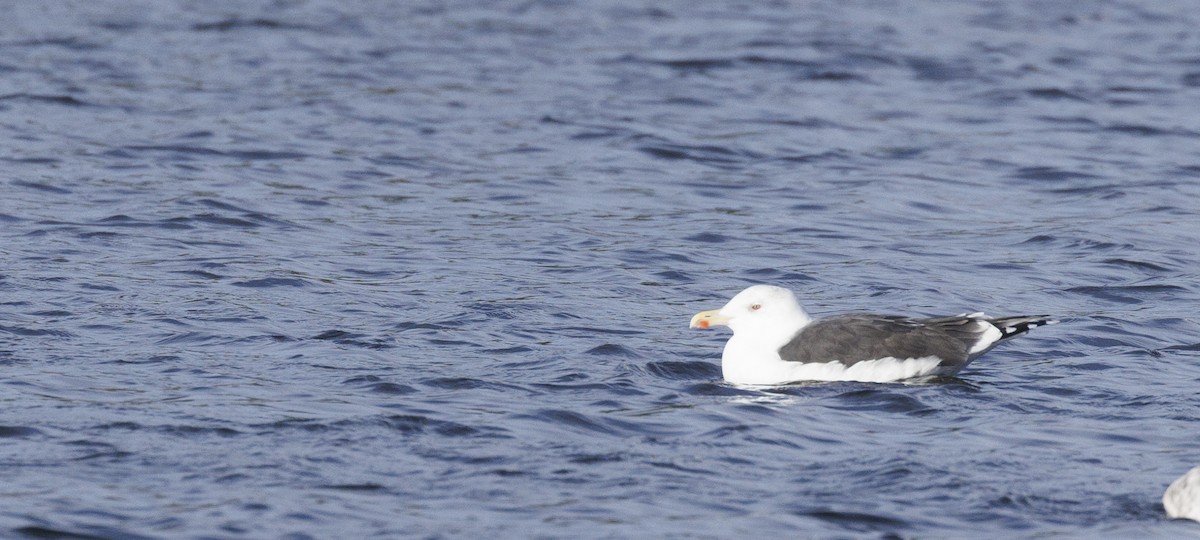 Great Black-backed Gull - ML645609249