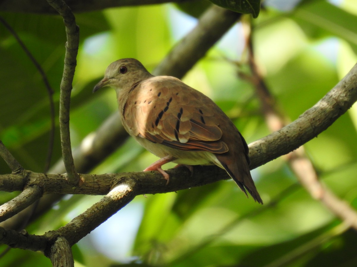 Ruddy Ground Dove - ML645609252