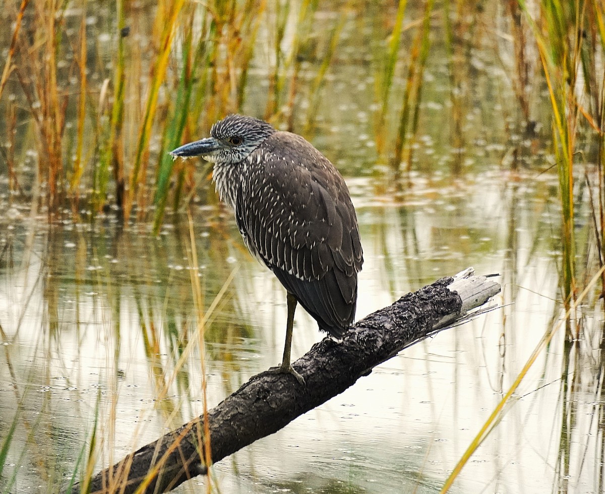 Yellow-crowned Night Heron - ML645609253