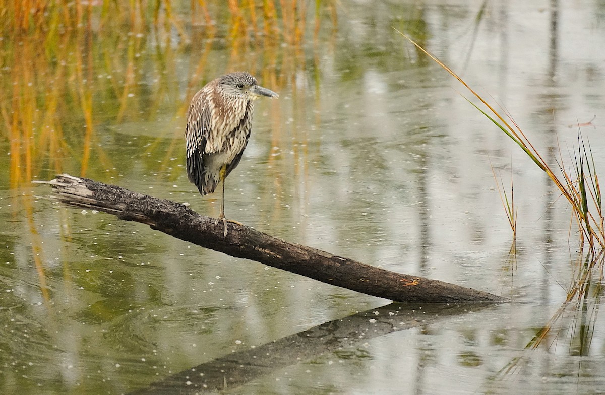 Yellow-crowned Night Heron - ML645609254