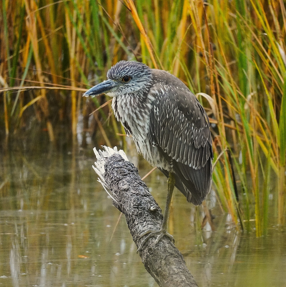 Yellow-crowned Night Heron - ML645609255