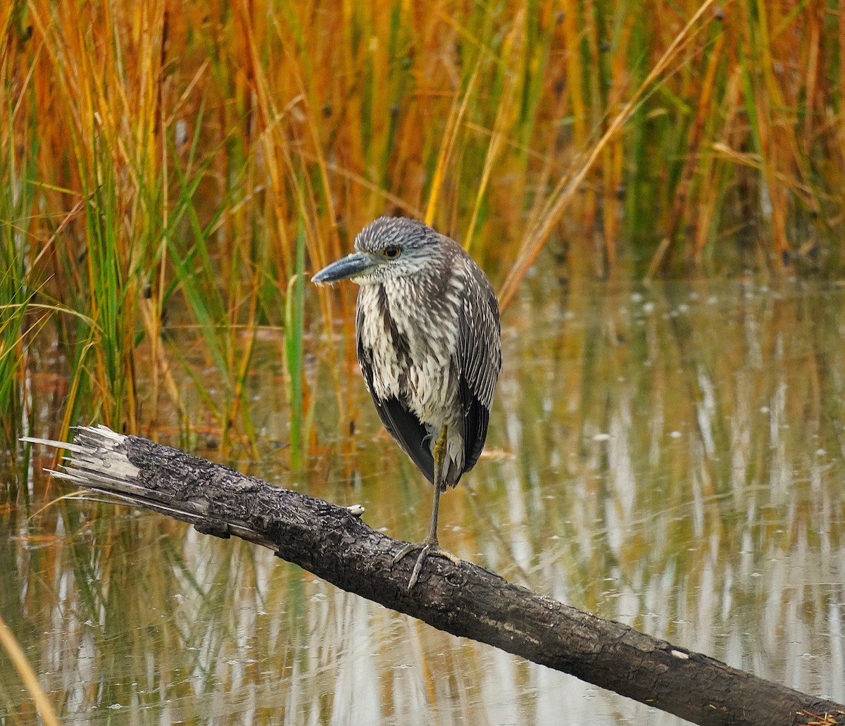Yellow-crowned Night Heron - ML645609256