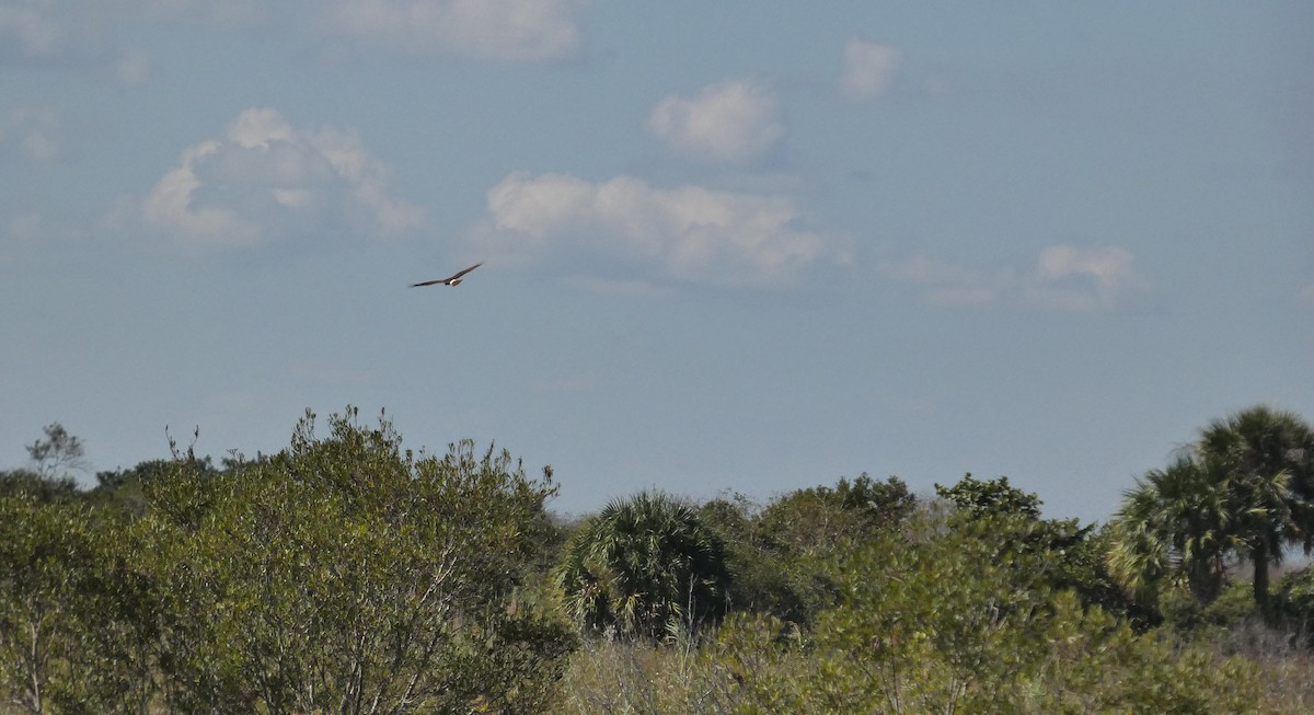 Northern Harrier - ML645609257