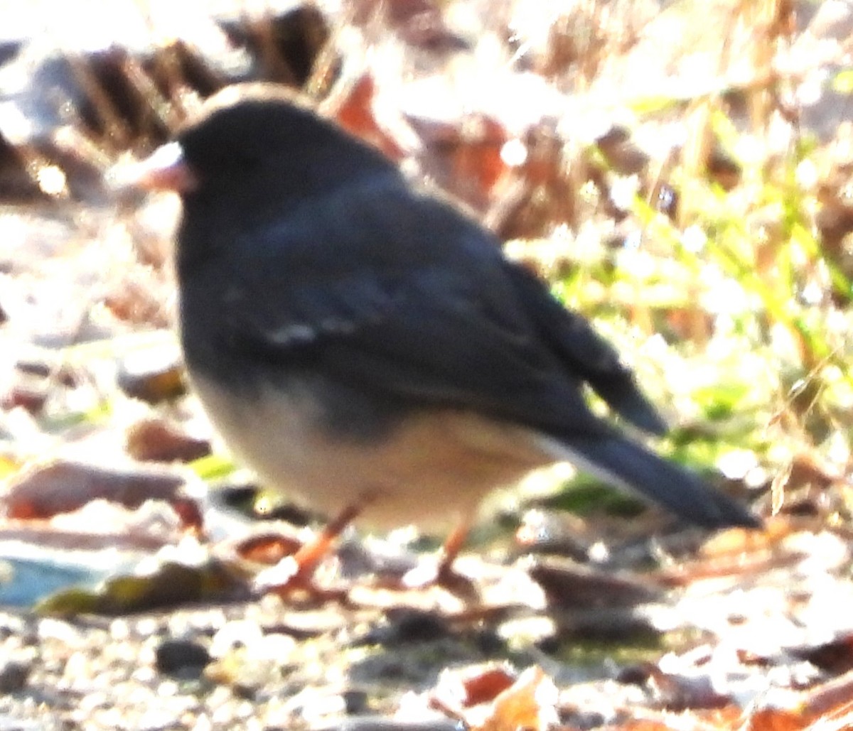 Dark-eyed Junco - ML645609259