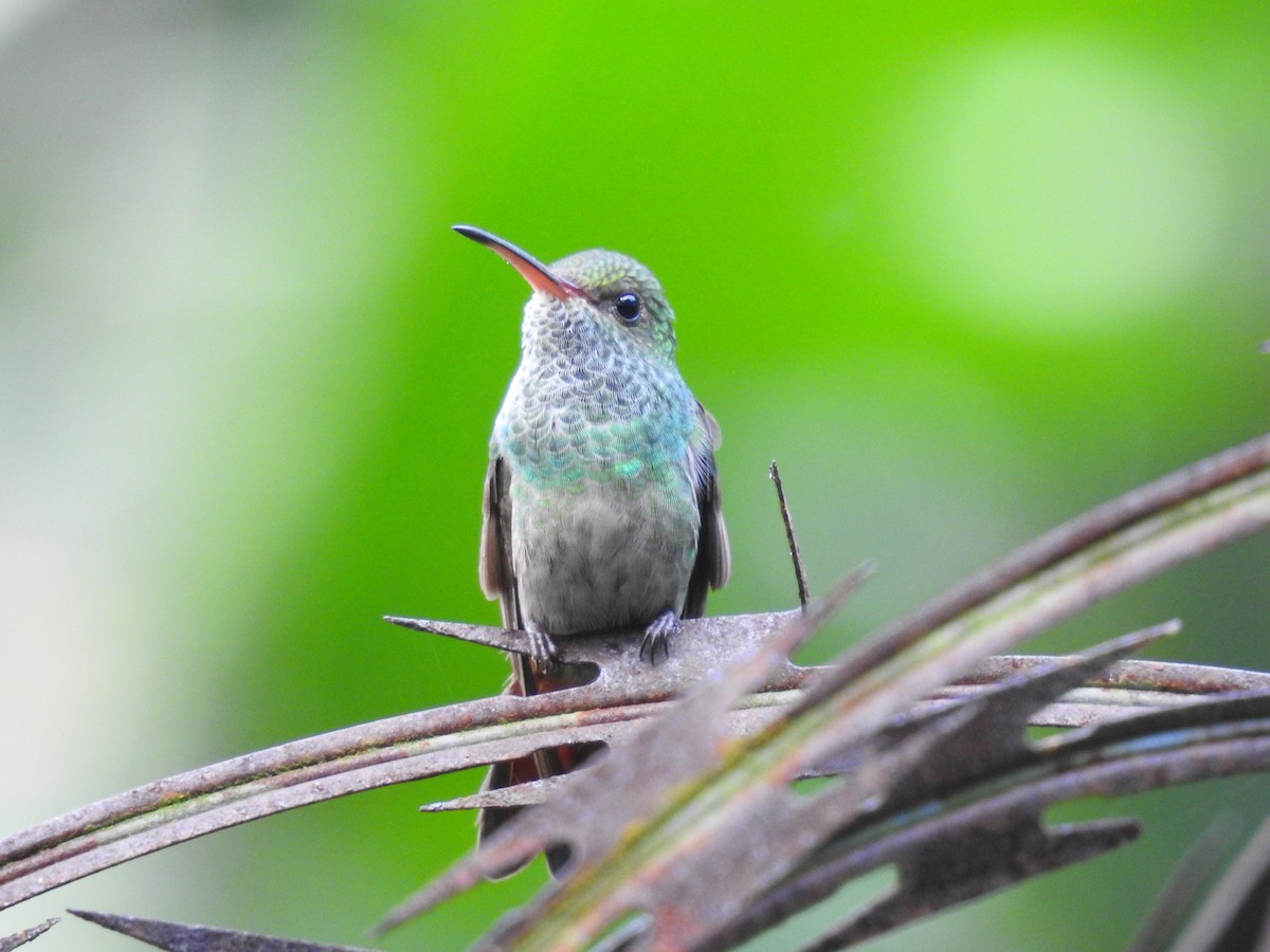 Violet-bellied Hummingbird - ML645609260