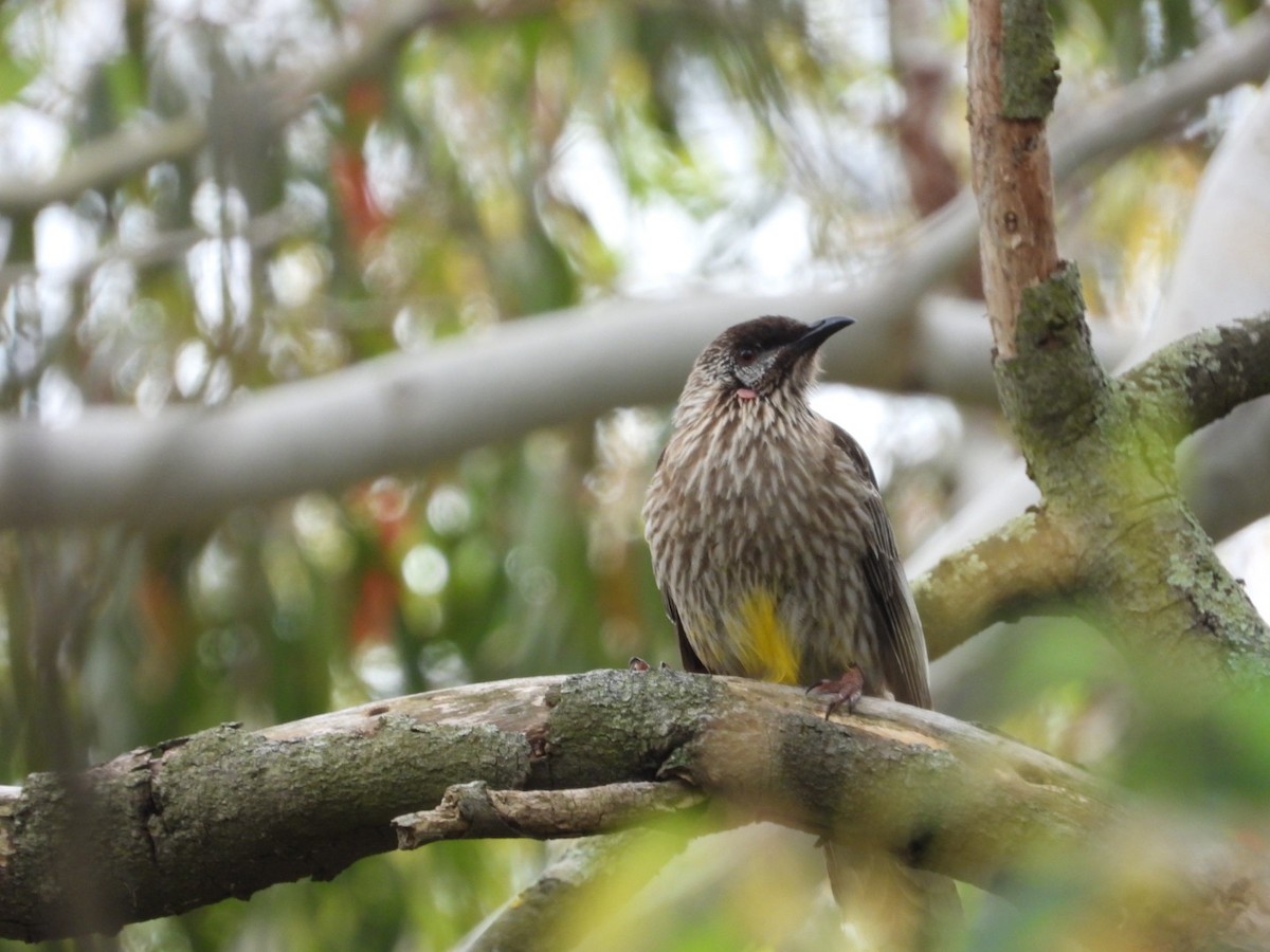 Red Wattlebird - ML645609264