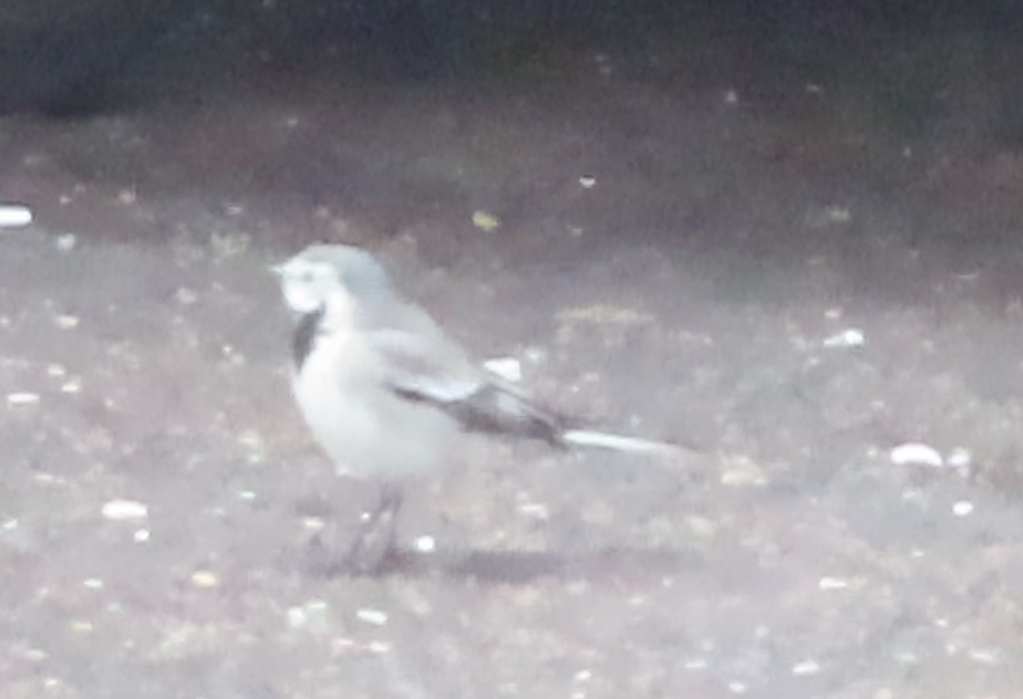 konipas bílý - ML645609265