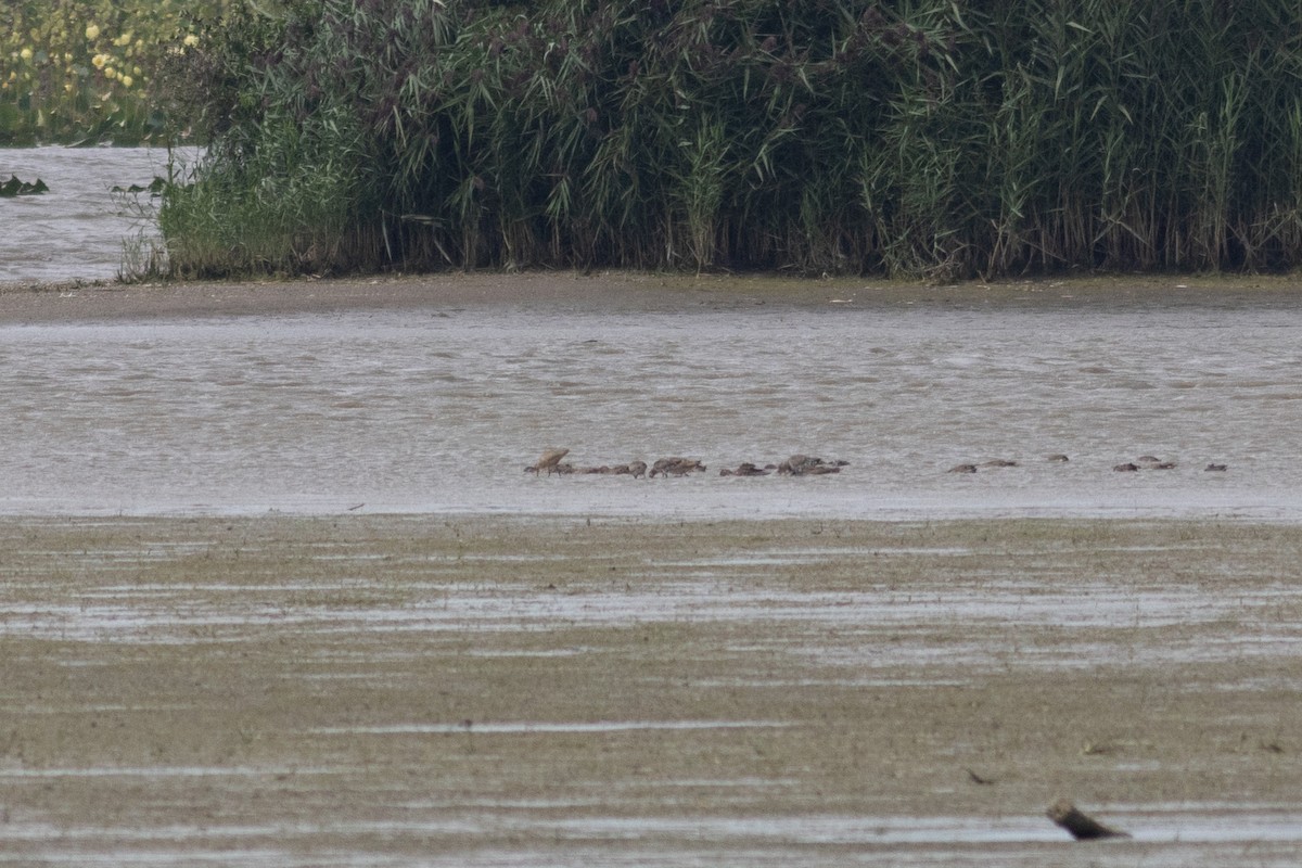 Hudsonian Godwit - ML645609266
