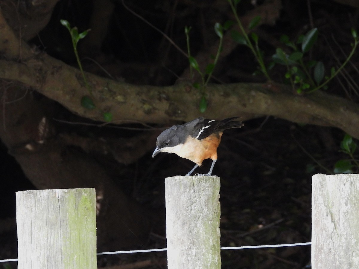 Southern Boubou - ML645609267