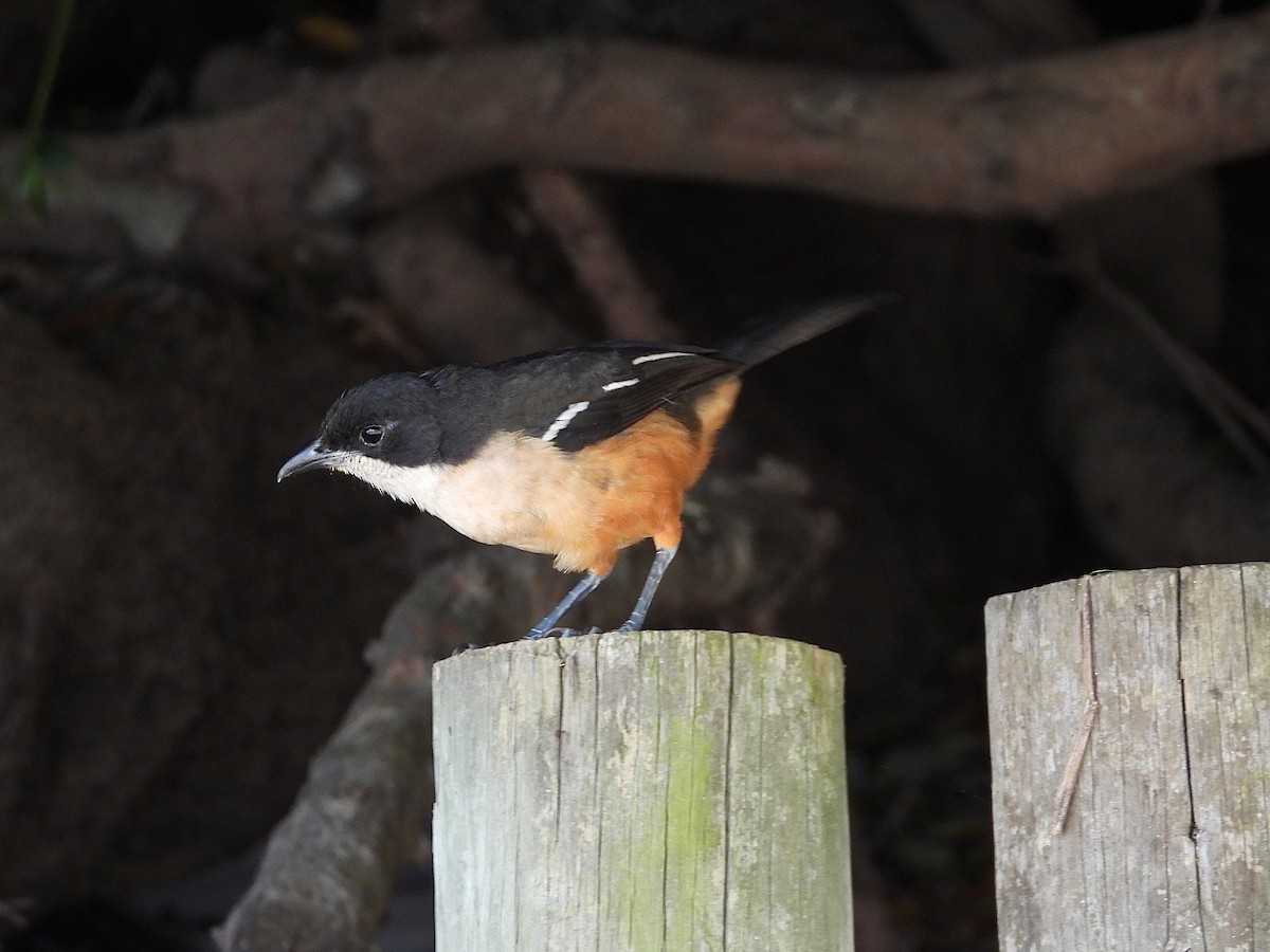 Southern Boubou - ML645609268