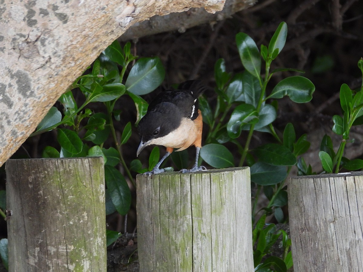 Southern Boubou - ML645609269