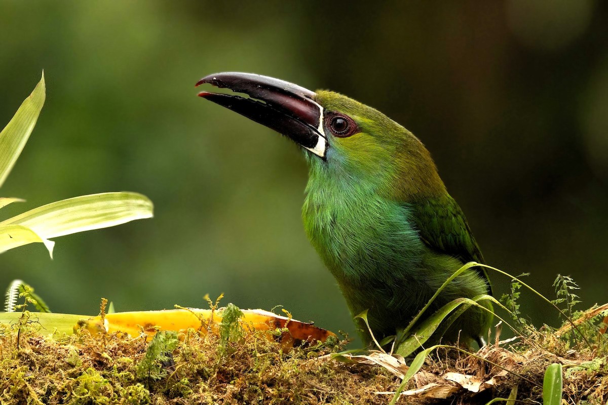 Crimson-rumped Toucanet - ML645609272