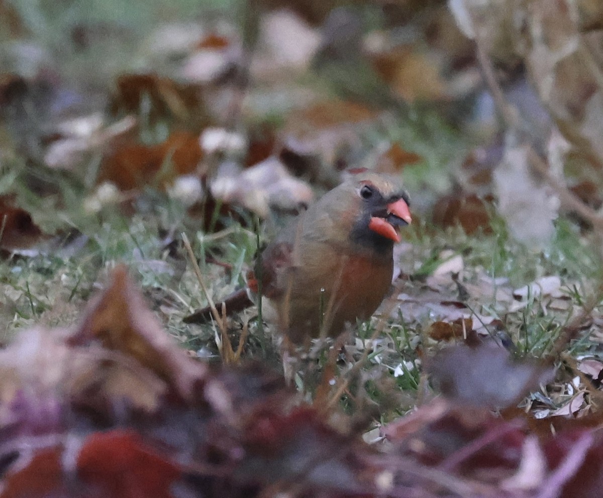 Northern Cardinal - ML645609283