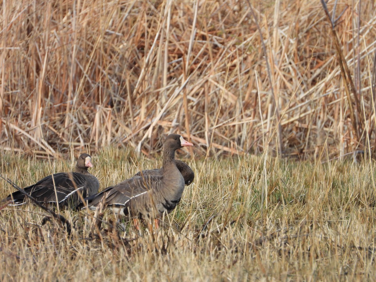 Greater White-fronted Goose - ML645609289