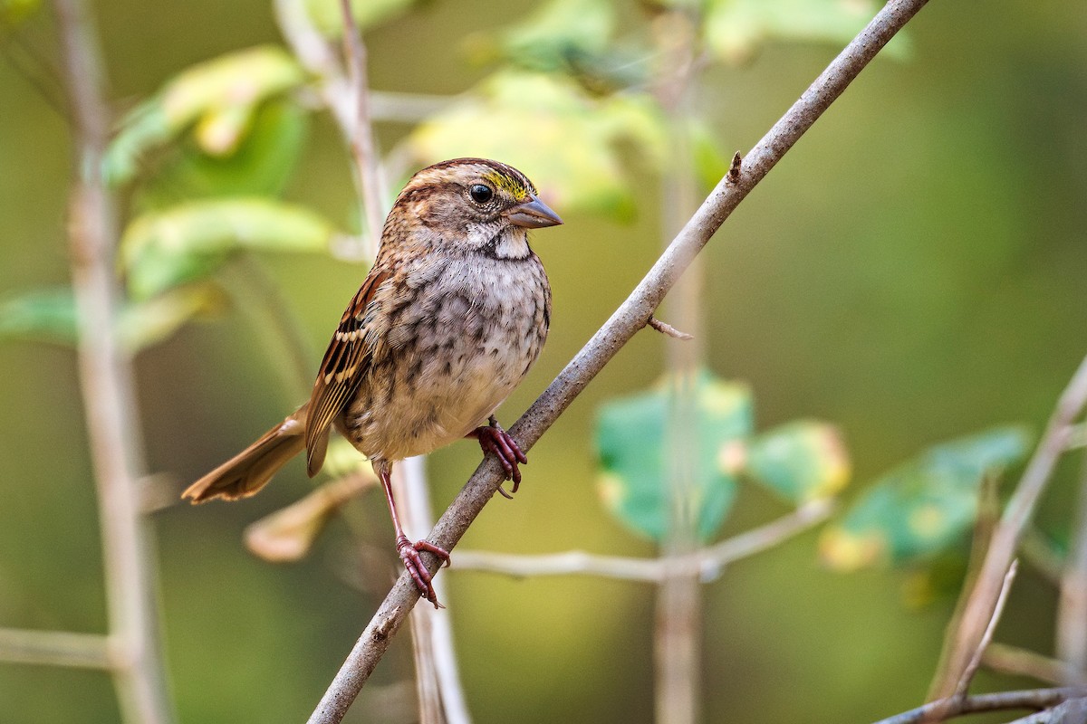 White-throated Sparrow - ML645609296