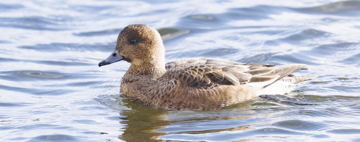 Зээрд нугас - ML645609298