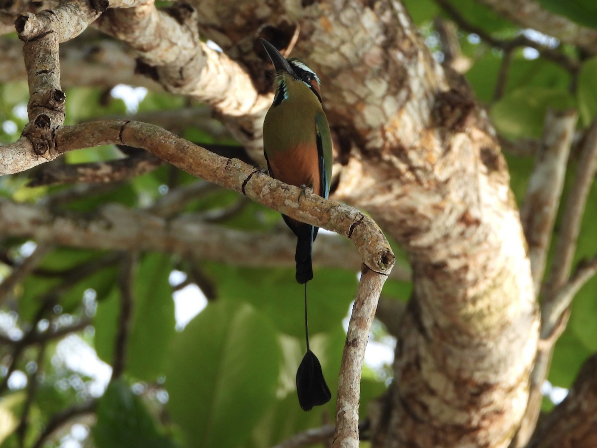 Момот рудочеревий - ML645609299